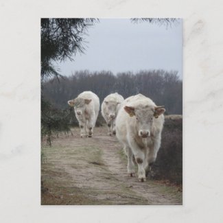 Cute White Cows DIY Postcard