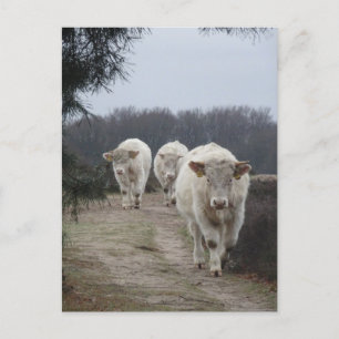 Cute White Cows DIY Postcard