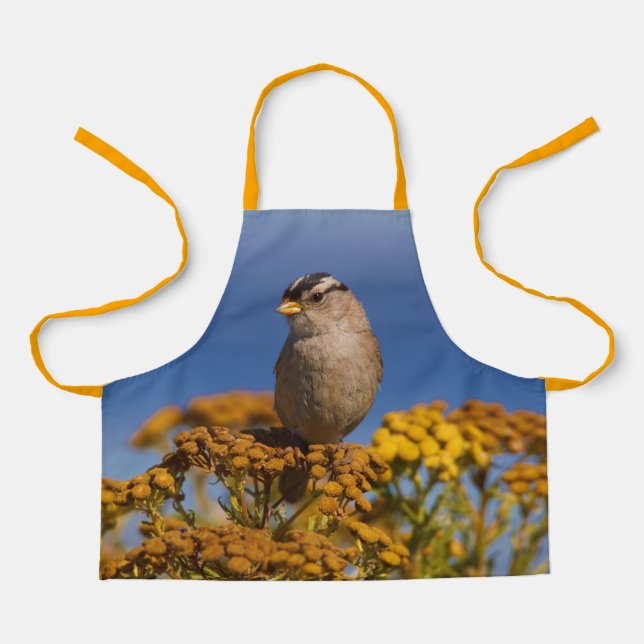 Cute White-Crowned Sparrow Sitting on the Tansy Apron (Front)
