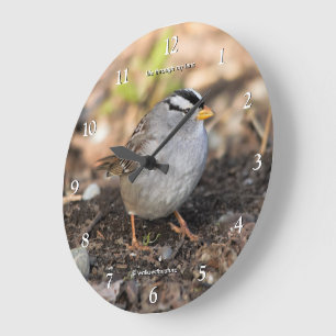 Cute White-Crowned Sparrow Songbird in Winter Sun Large Clock