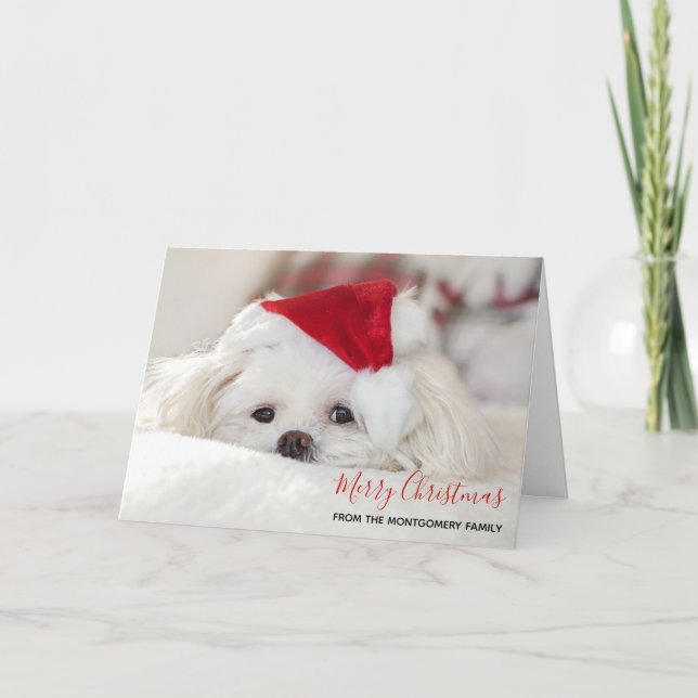 Cute White Dog in a Red Christmas Hat Card (Front)