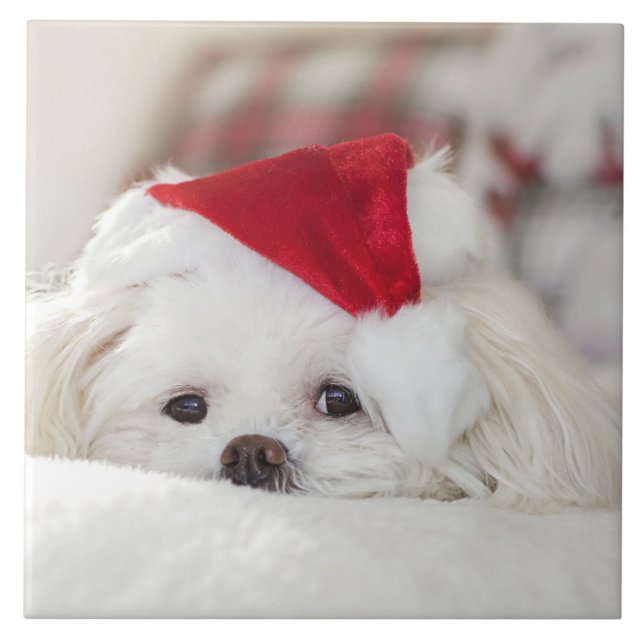 Cute White Dog in a Red Christmas Hat Ceramic Tile (Front)