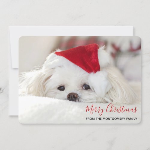 Cute White Dog in a Red Christmas Hat Holiday Card