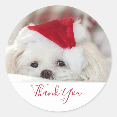 Cute White Dog in a Red Christmas Hat Thank You Classic Round Sticker
