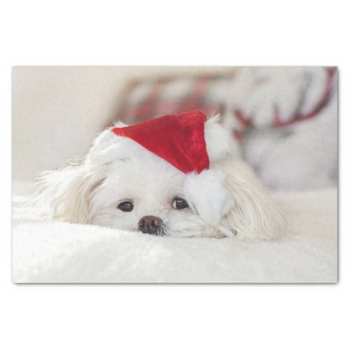 Cute White Dog in a Red Christmas Hat Tissue Paper