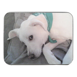 Cute White Dog Photo of Puppy Wearing Green Scarf Jigsaw Puzzle