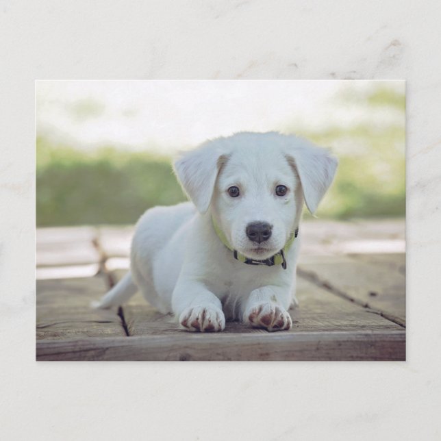 cute white dog puppy postcard (Front)