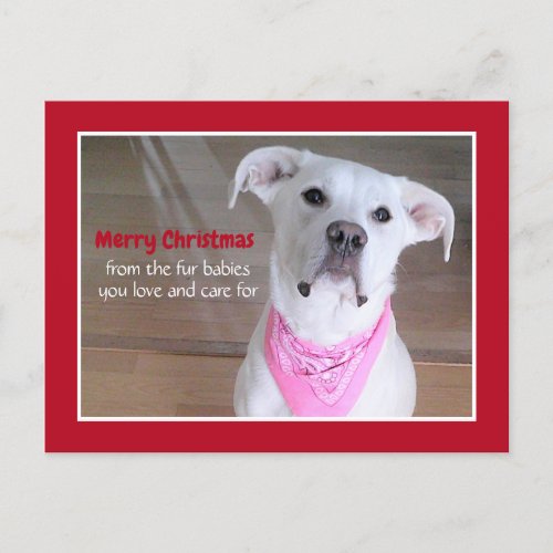 Cute White Dog Wearing Pink Scarf Red Christmas Holiday Postcard
