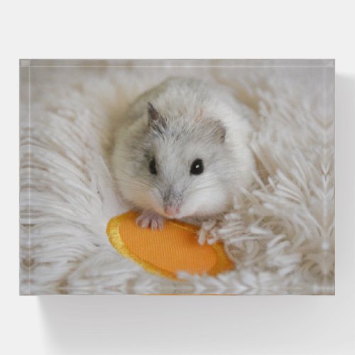 Cute White Dwarf Hamster Pet Paperweight