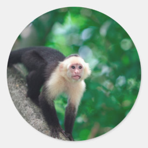Cute white faced capuchin monkey Nicaragua Classic Round Sticker
