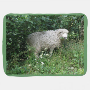 Cute White Fluffy Sheep Eating Baby Blanket