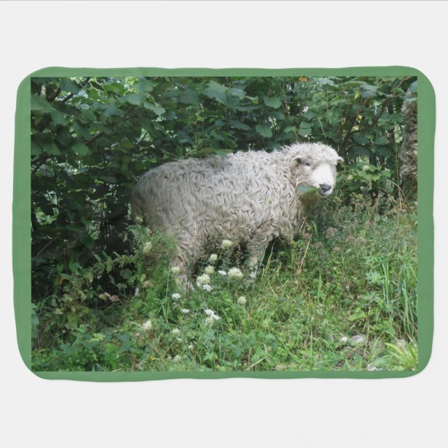 Cute White Fluffy Sheep Eating Baby Blanket (Horizontal)