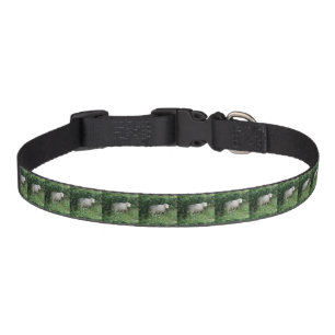 Cute White Fluffy Sheep Eating Dog Collar