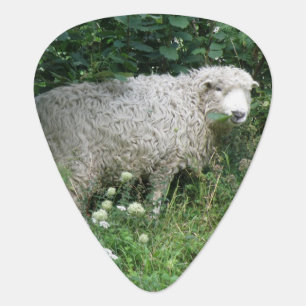 Cute White Fluffy Sheep Eating Guitar Pick