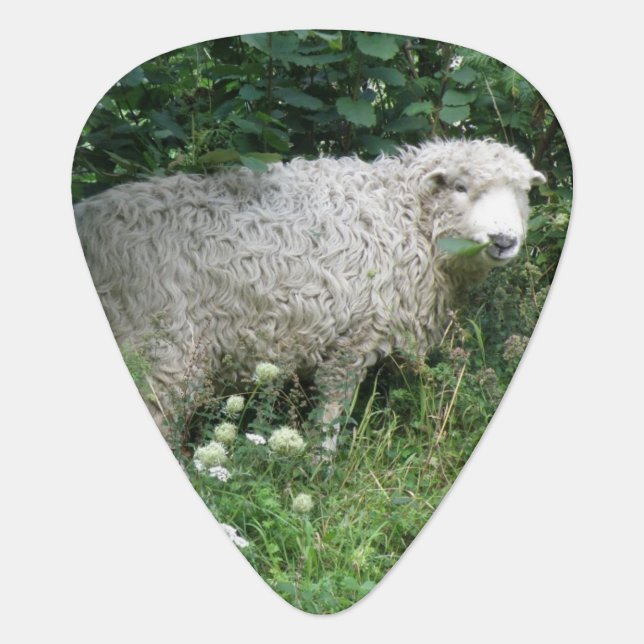 Cute White Fluffy Sheep Eating Guitar Pick (Front)