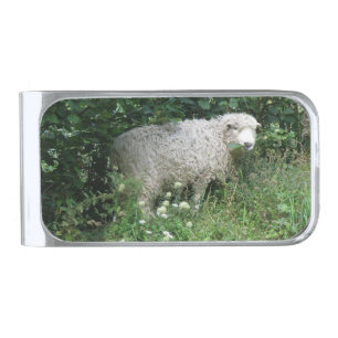 Cute White Fluffy Sheep Eating Money Clip