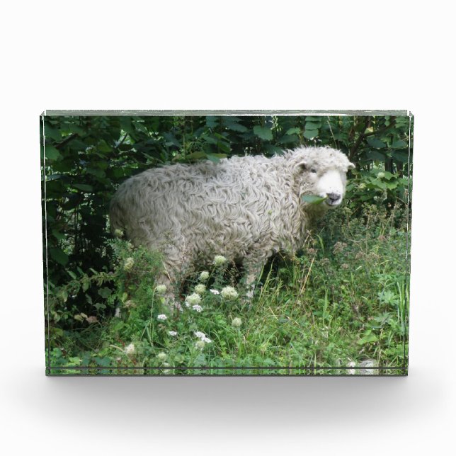 Cute White Fluffy Sheep Eating Photo Block (Front)