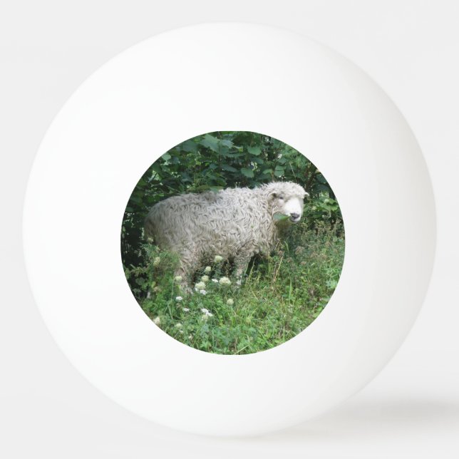 Cute White Fluffy Sheep Eating Ping Pong Ball (Front)