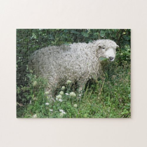 Cute White Fluffy Sheep Eating Puzzle