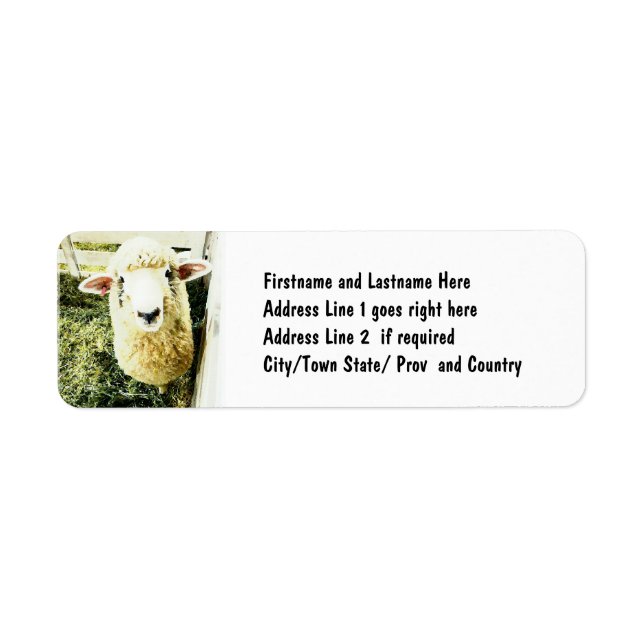 Cute White Fluffy Sheep Label (Front)