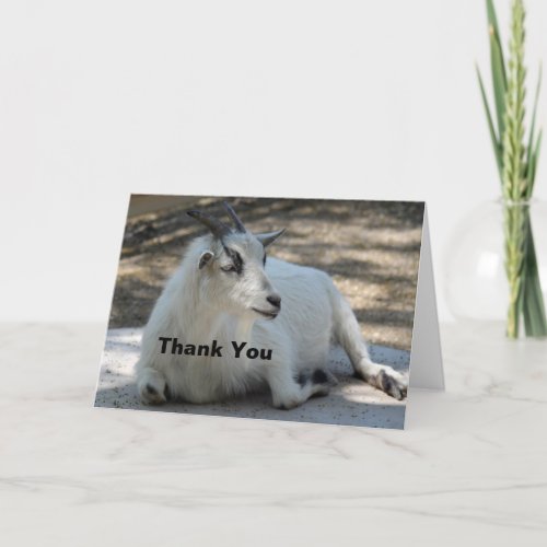 Cute White Goat Laying Photo Thank You Card