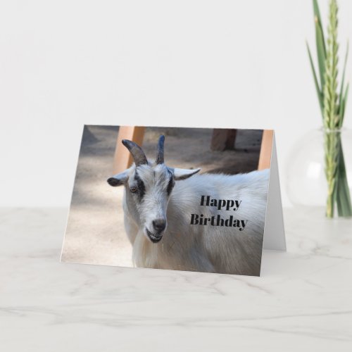 Cute White Goat Photo Birthday Card