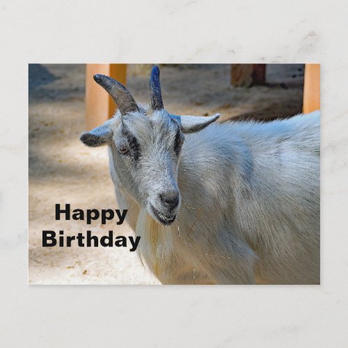 Cute White Goat Photo Birthday Postcard