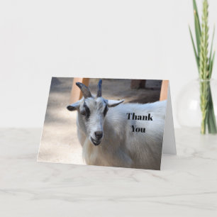 Cute White Goat Photo Letterpress Thank You Card