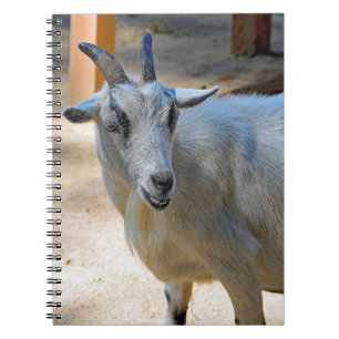 Cute White Goat Photo Notebook