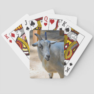 Cute White Goat Photo Poker Cards