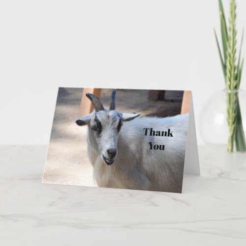 Cute White Goat Photo Thank You Card
