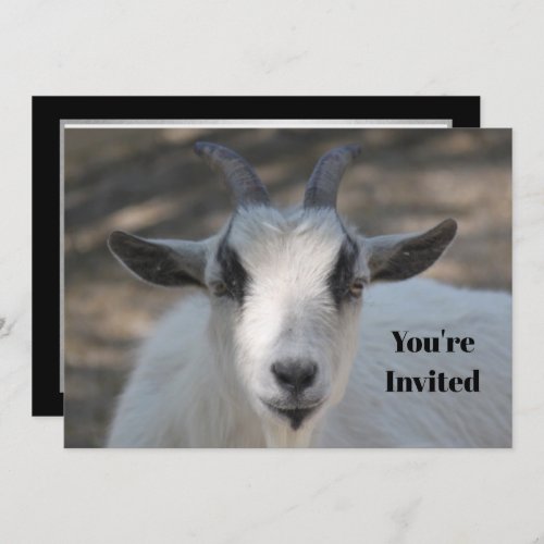 Cute White Goat Portrait Photo Birthday Invitation