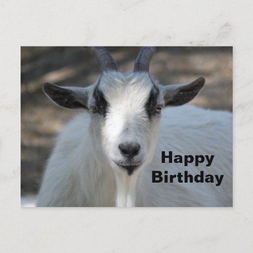 Cute White Goat Portrait Photo Birthday Postcard