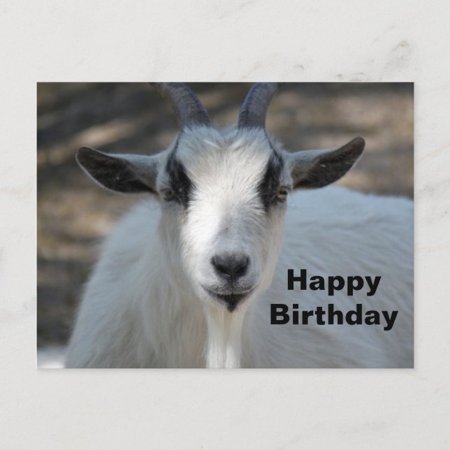 Cute White Goat Portrait Photo Birthday Postcard (Front)