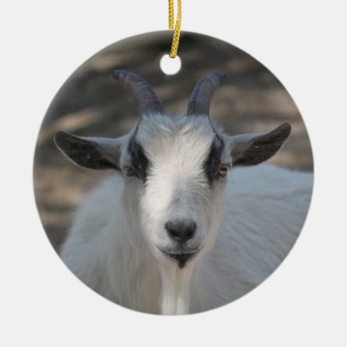 Cute White Goat Portrait Photo Ceramic Ornament