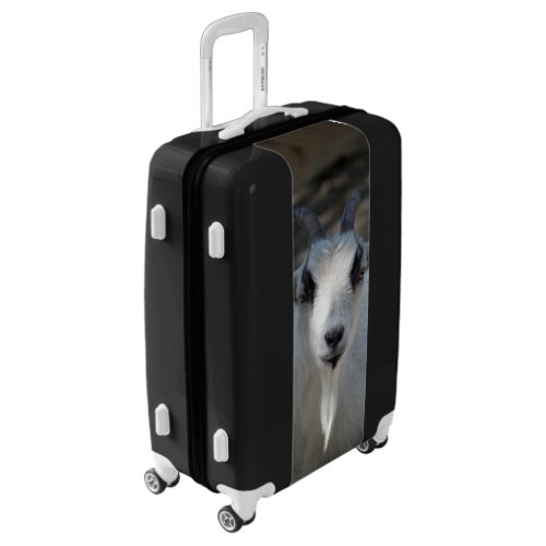 Cute White Goat Portrait Photo Luggage
