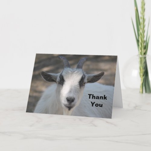 Cute White Goat Portrait Photo Thank You Card