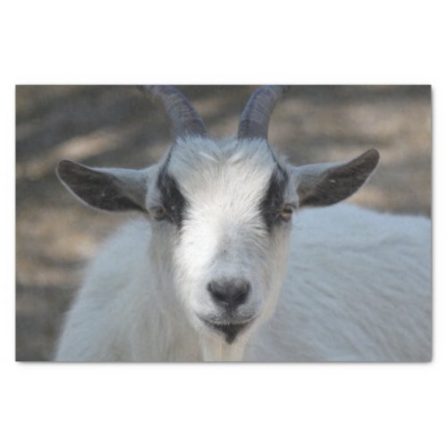 Cute White Goat Portrait Photo Tissue Paper