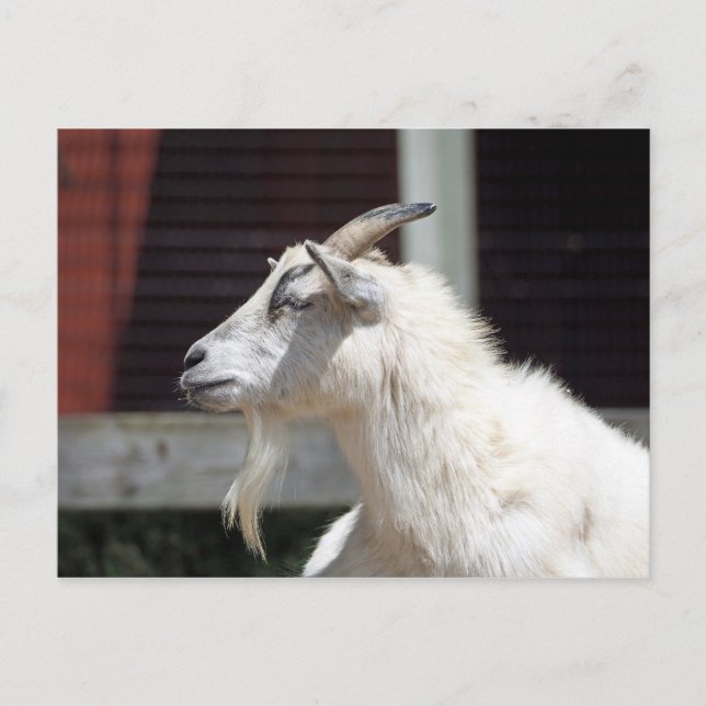 Cute White Goat Profile Photo Postcard (Front)