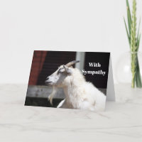 Cute White Goat Profile Photo Sympathy