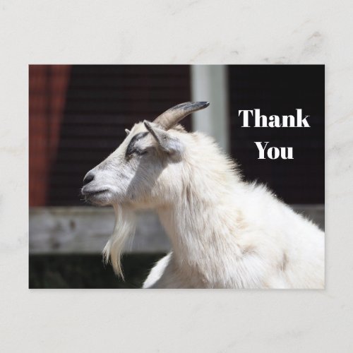 Cute White Goat Profile Photo Thank You Postcard