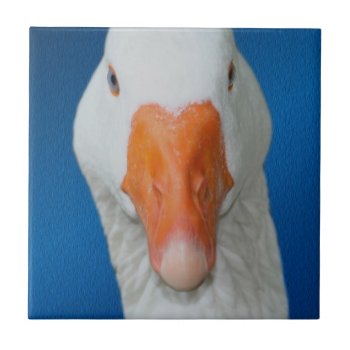 Cute White Goose Nature Ceramic Tile by SmilinEyesTreasures at Zazzle