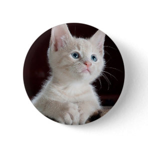 Cute white kitten button