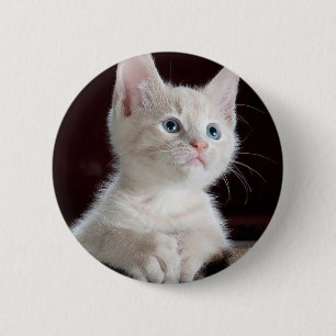 Cute white kitten button