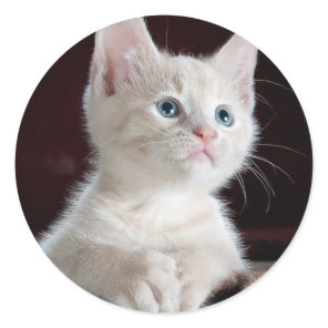 Cute white kitten classic round sticker