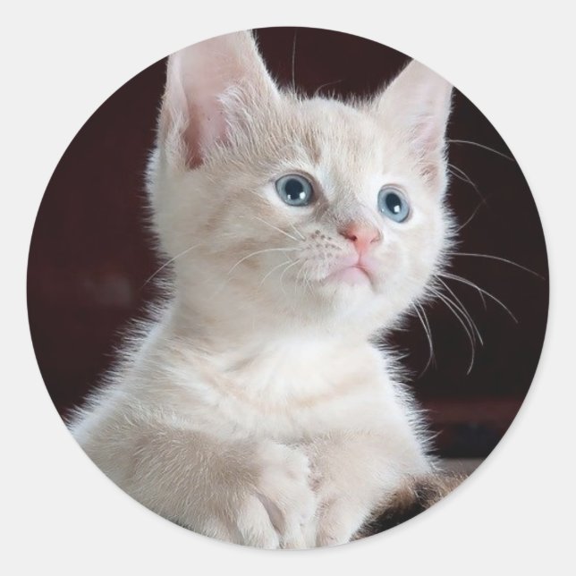Cute white kitten classic round sticker (Front)