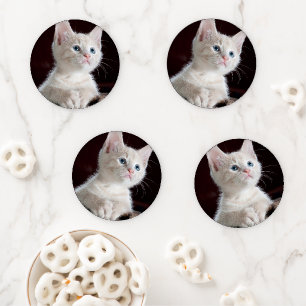 Cute white kitten coaster set