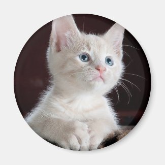 Cute white kitten