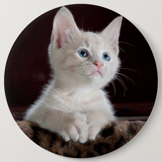 Cute white kitten portrait button (Front)