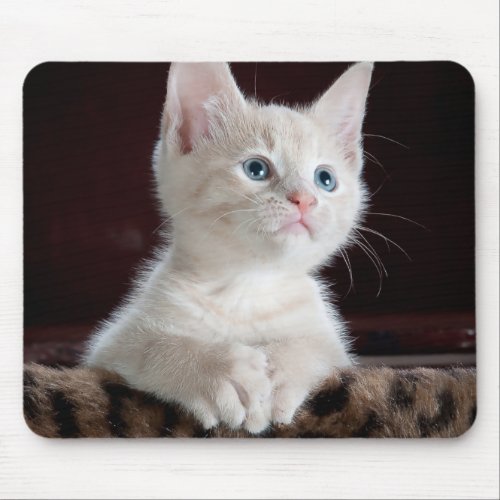 Cute white kitten portrait mouse pad